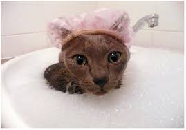 cat-shampoo-2.jpg