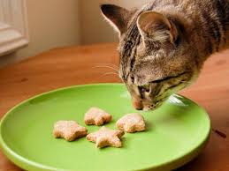cat-snack-1.jpg